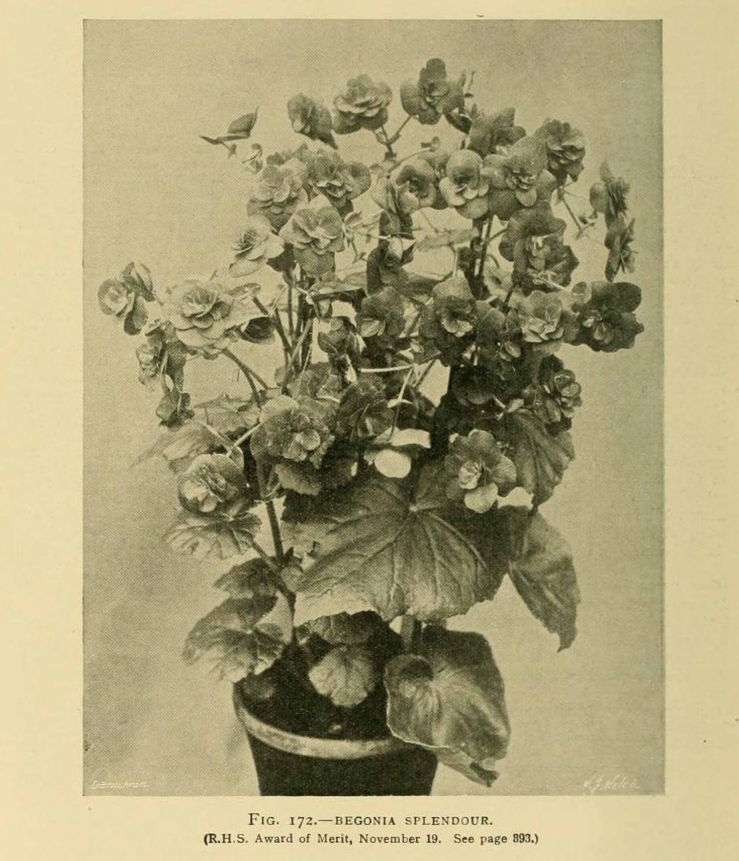 B. ‘Splendour’